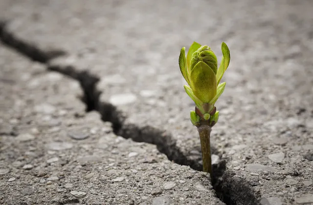 En spirende plante stikker opp av en sprekk i bakken